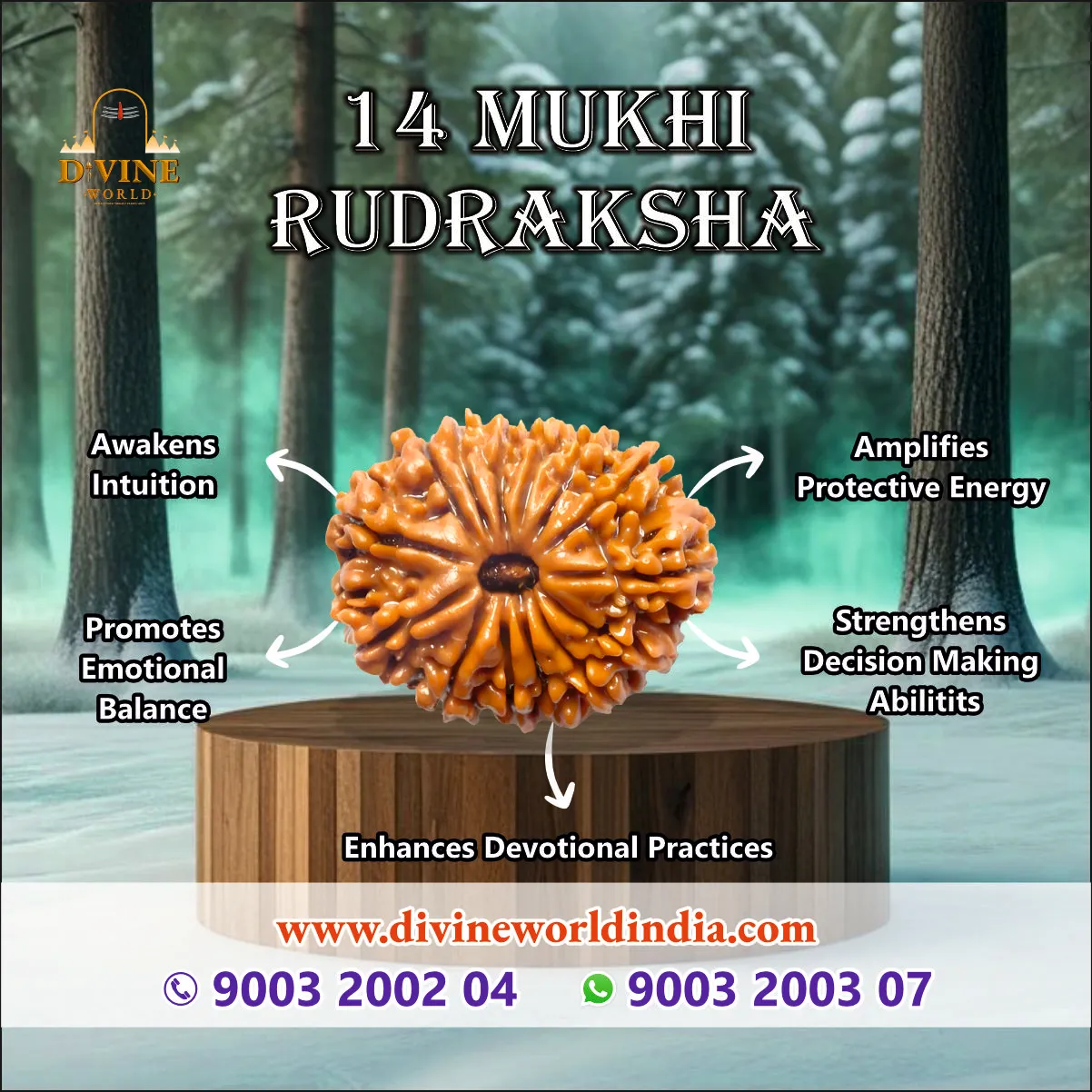 14 Mukhi Rudraksha