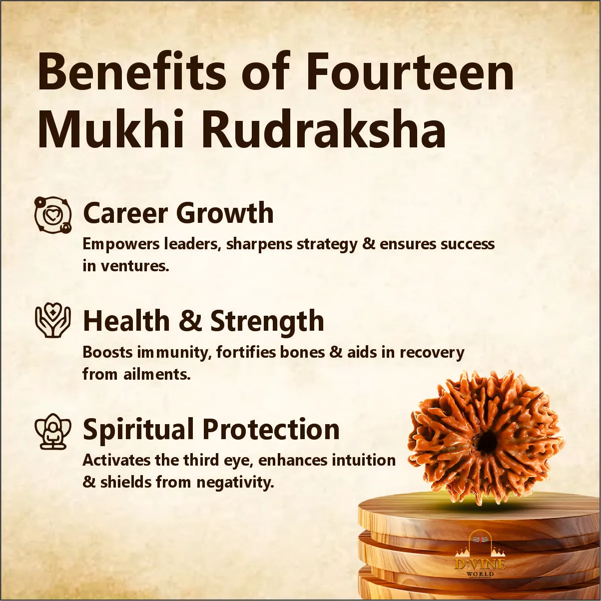 14 Mukhi Rudraksha