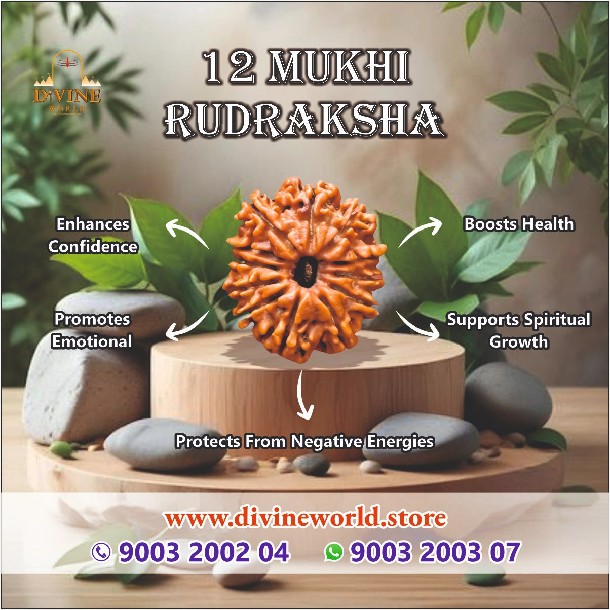 12 Mukhi Rudraksha